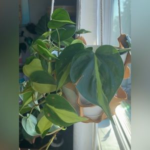 leather plant hangers Custom-made on Vancouver island. Holds 6 to 8 inch pot.